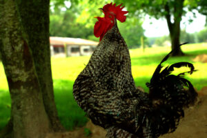 Marshall Creek Farms Marshall Creek Farms
