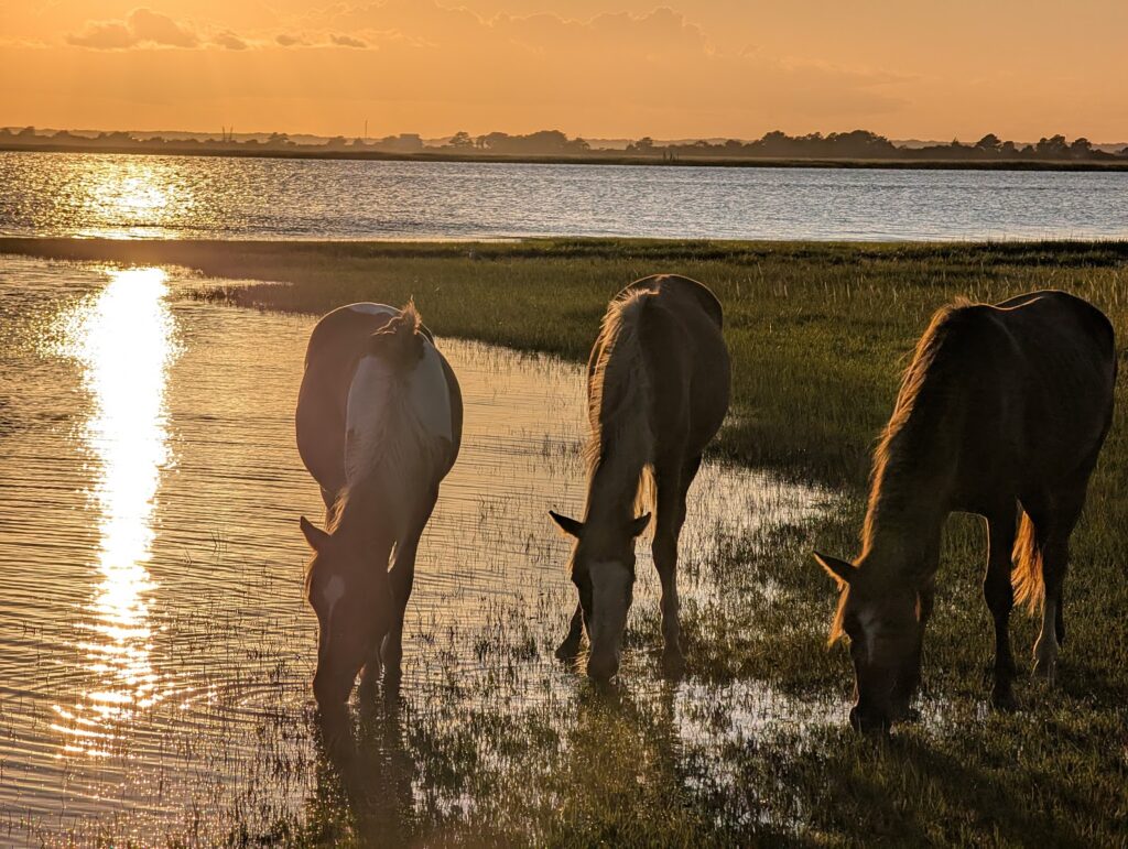 Horses in Assateague, VA