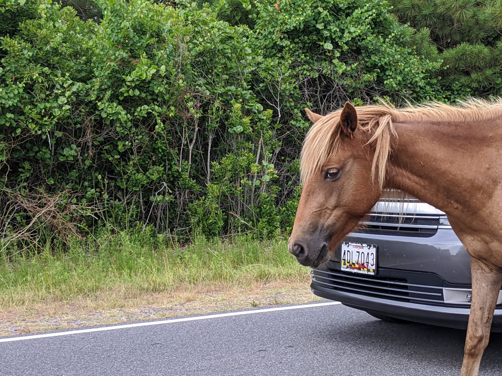 Assateague Island Wild Horses: The Complete Visitor's Guide 2026 - Casa ...